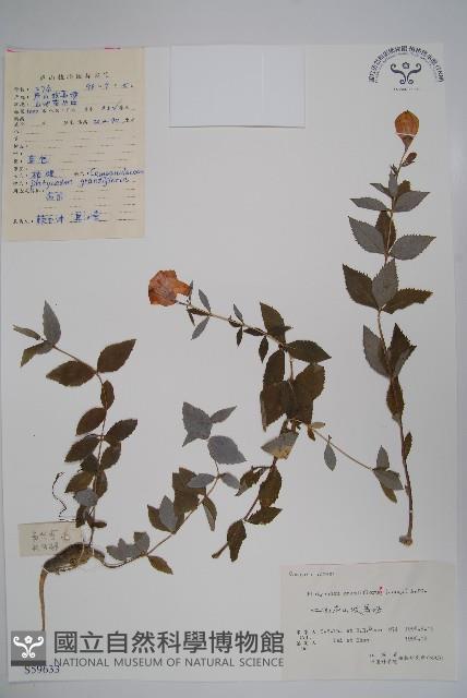 桔梗藏品圖，第1張