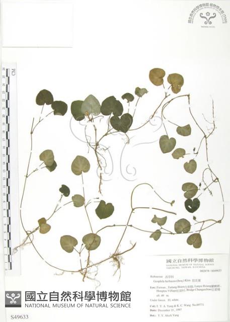 苞花蔓藏品圖，第1張