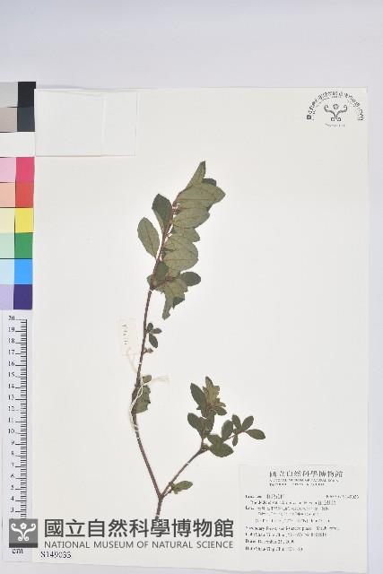 紅毛杜鵑藏品圖，第1張