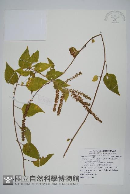 漿果莧、紐藤藏品圖，第1張