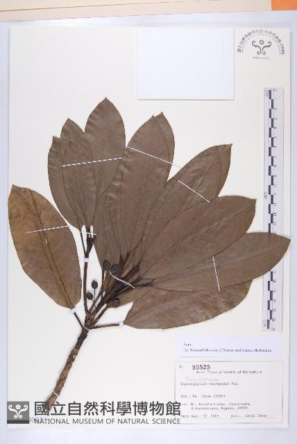 交讓木、臺灣虎皮楠、膜葉虎皮楠藏品圖，第1張