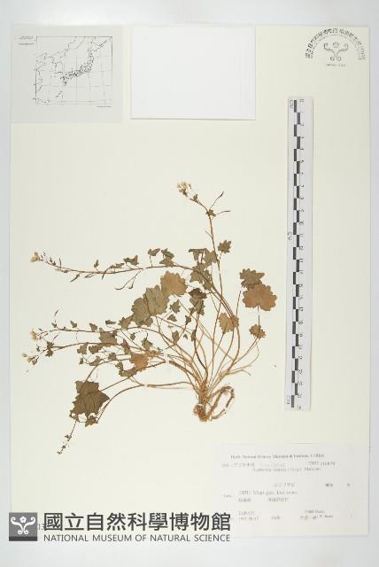 登錄號:S108033藏品圖，第1張