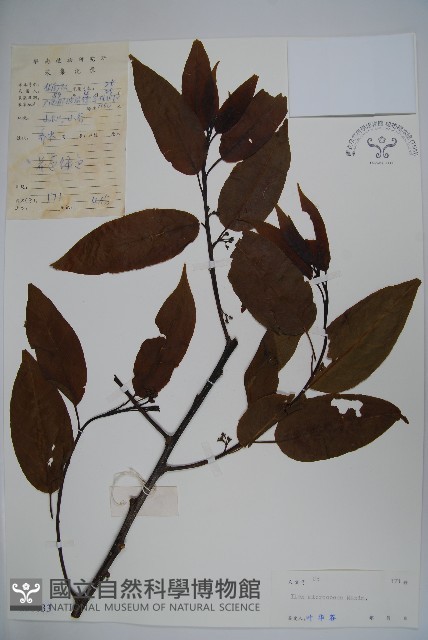 朱紅水木藏品圖，第1張