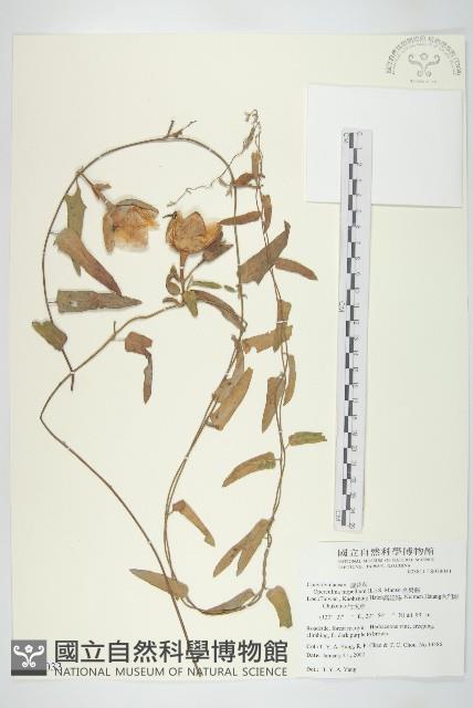 盒果藤藏品圖，第1張