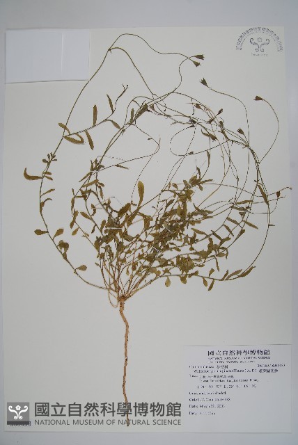 細葉蘭花參藏品圖，第1張