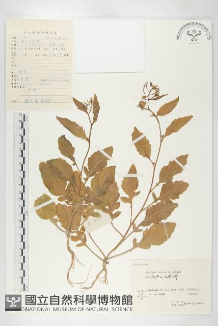 葶藶藏品圖，第1張