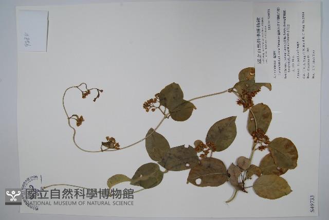 蘭嶼牛皮消、蘭嶼白薇藏品圖，第1張