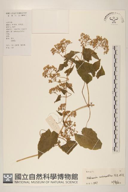 小花蔓澤蘭藏品圖，第1張