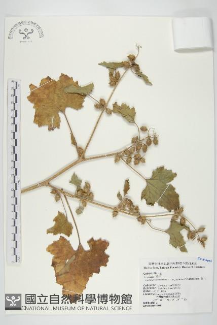 蒼耳藏品圖，第1張