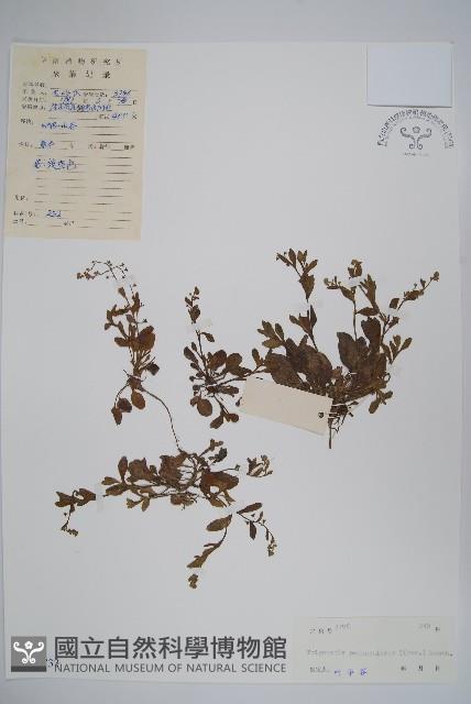 Accession Number:S038733 Collection Image, Figure 1, Total 2 Figures