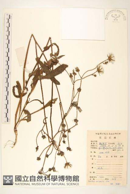 苦苣菜藏品圖，第1張