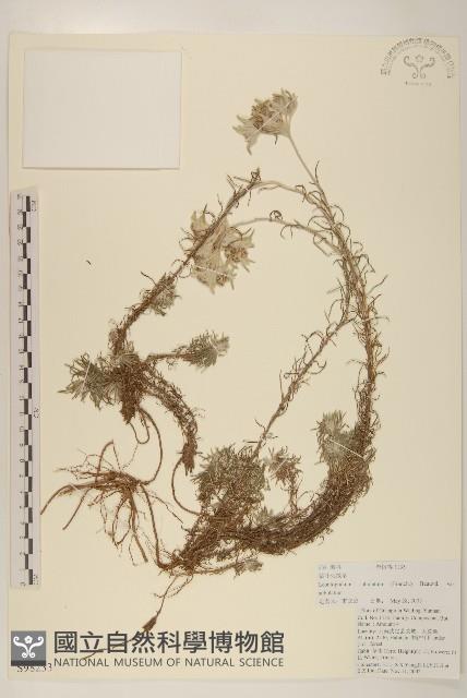 鑽葉火絨草藏品圖，第1張