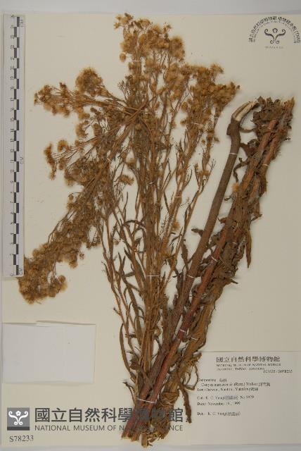 野茼蒿藏品圖，第1張