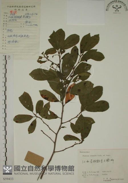 鈍齒鼠李藏品圖，第1張