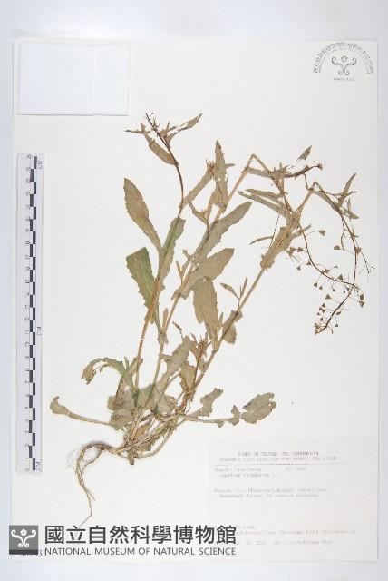 獨行菜藏品圖，第1張