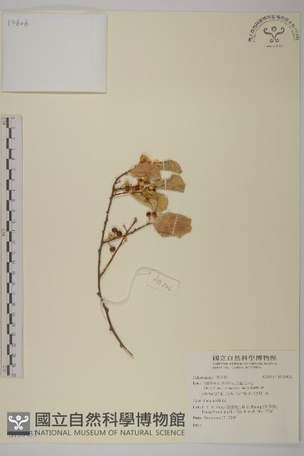 登錄號:S138433藏品圖，第1張
