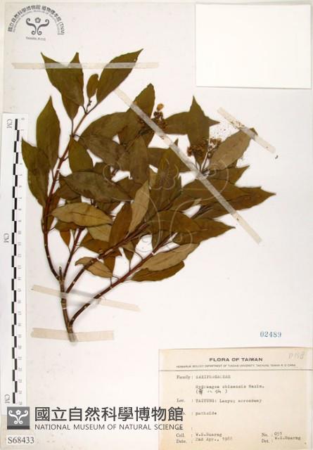 華八仙藏品圖，第1張