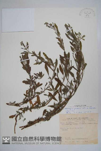 伏毛天芹菜藏品圖，第1張