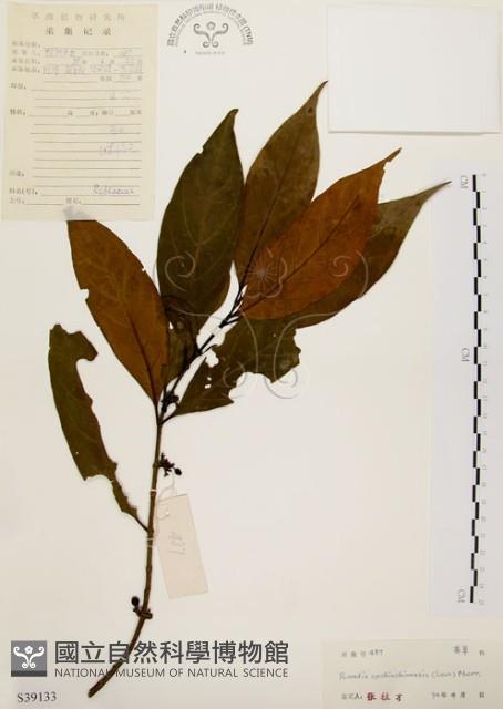 茜草樹藏品圖，第1張