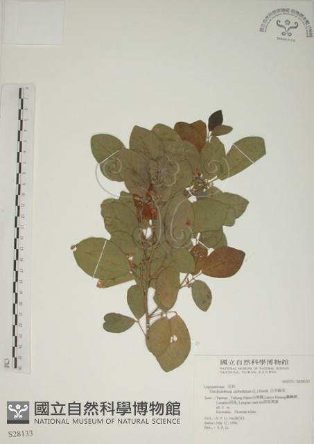 白木蘇花藏品圖，第1張