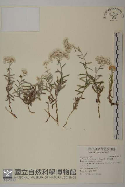 玉山抱莖籟簫藏品圖，第1張