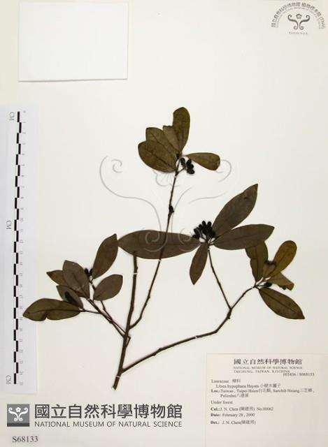 黃肉樹, 小梗木薑子藏品圖，第1張