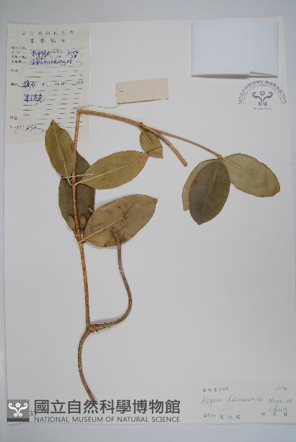 海南鏈珠藤藏品圖，第1張