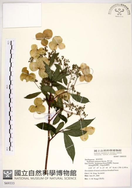 華八仙藏品圖，第1張