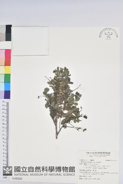 紅仔珠藏品圖，第1張