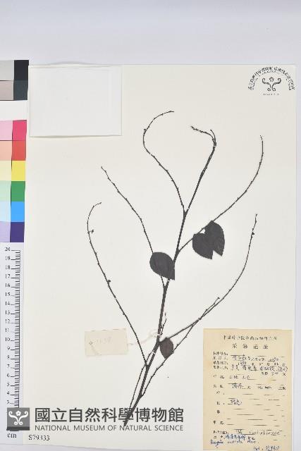 喙果黑面神藏品圖，第1張