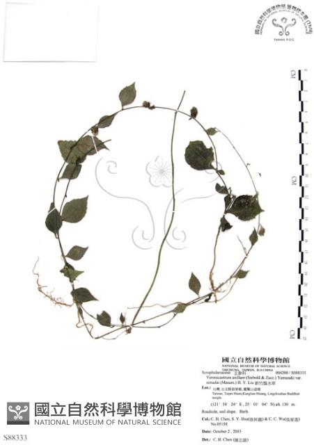 新竹腹水草藏品圖，第1張