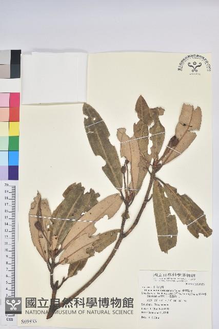 臺灣杜鵑藏品圖，第1張