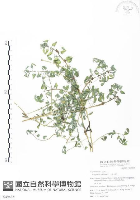 三葉木藍藏品圖，第1張