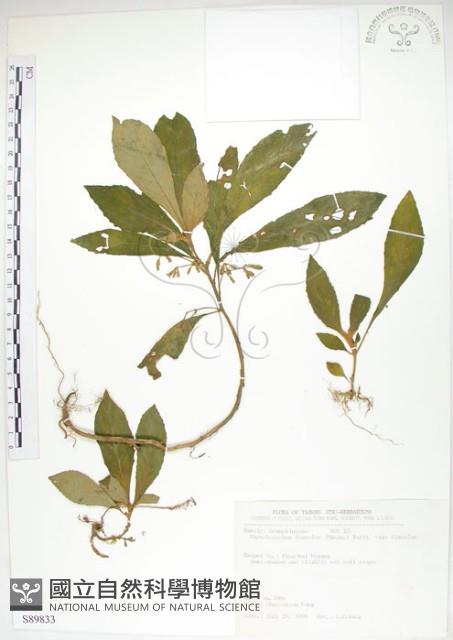 同蕊草、異色線柱苣苔藏品圖，第1張