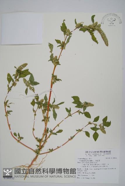 綠穗莧藏品圖，第1張