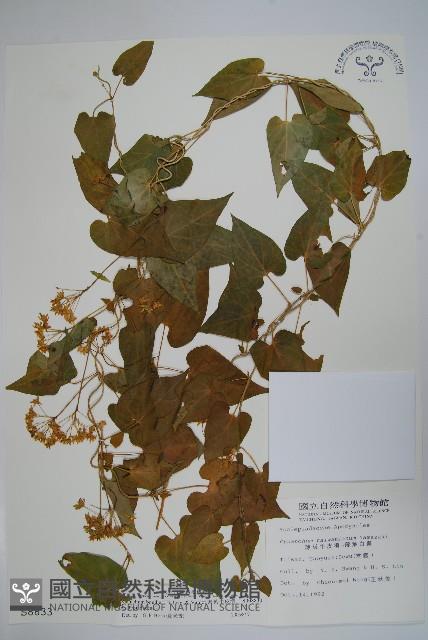 薄葉牛皮消藏品圖，第1張