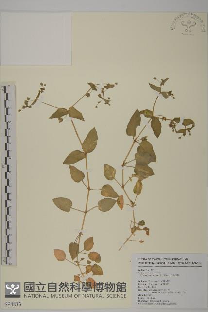 牛繁縷藏品圖，第1張