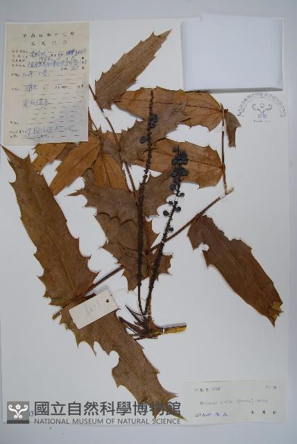 闊葉十大功勞藏品圖，第1張