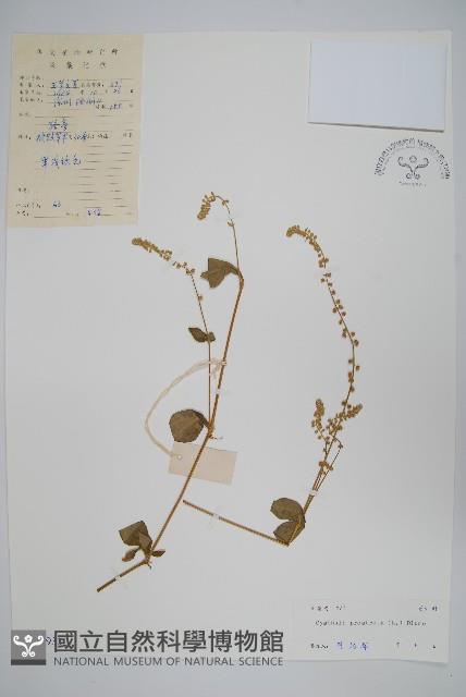 假川牛膝藏品圖，第1張