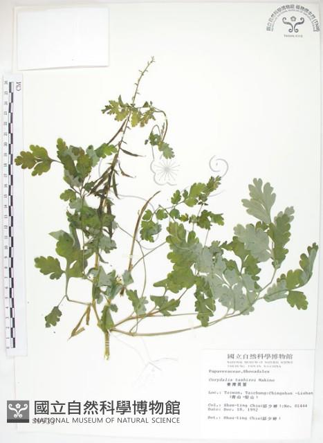 臺灣黃菫藏品圖，第1張