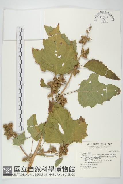 蒼耳藏品圖，第1張