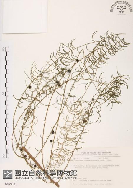 天門冬藏品圖，第1張