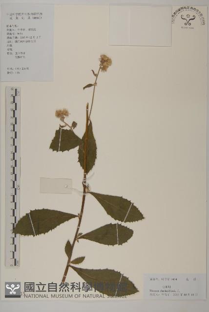 七里明艾納香藏品圖，第1張