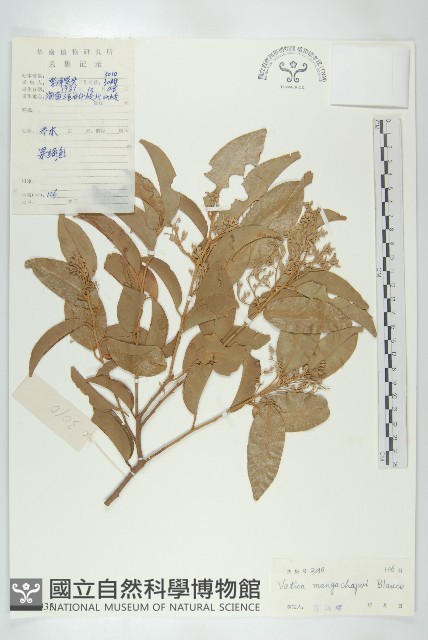 青梅藏品圖，第1張