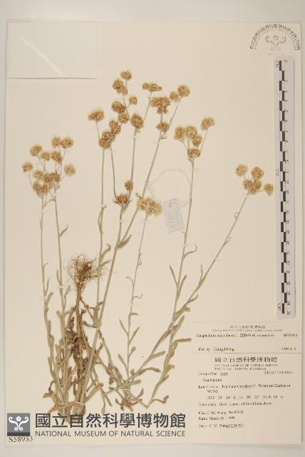 絲綿草藏品圖，第1張