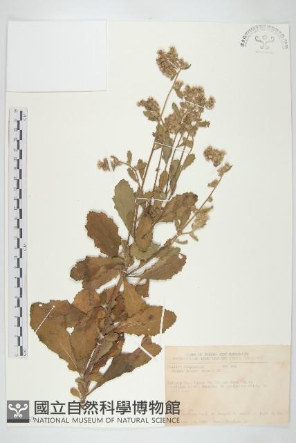 生毛將軍藏品圖，第1張