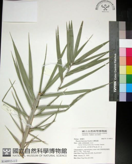 台灣海棗藏品圖，第1張