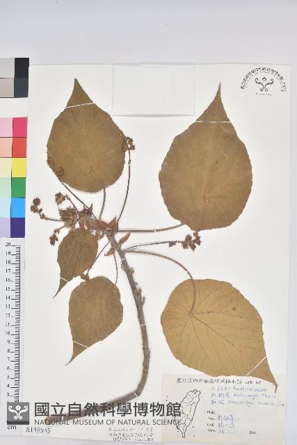 血桐藏品圖，第1張