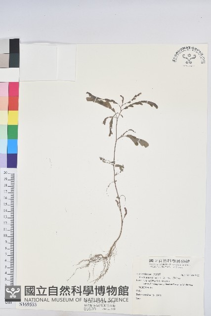 葉下珠、珠仔草藏品圖，第1張