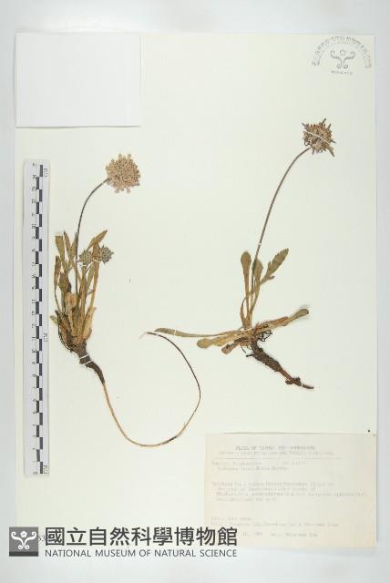 玉山山蘿蔔藏品圖，第1張